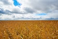 ÃÂ¡ereal fields. Spikelets in the field, cereal fields.